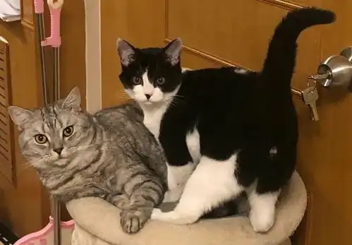  俩白猫竟生出小黑猫,是猫性扭曲还是道德沦丧