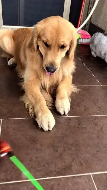  这是一只被猫带大的狗狗,小花在旁边,一脸嫌弃的表情