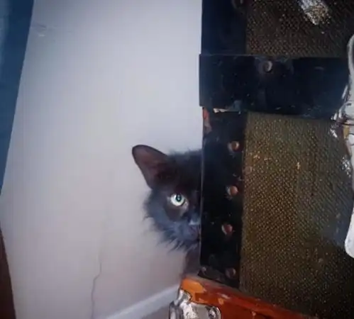  小黑猫胆小如鼠,去肉铺偷肉时被老板逮个正着,它的反应太有趣了