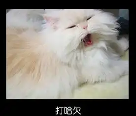  宠物囧图搞笑的宠物表情大全