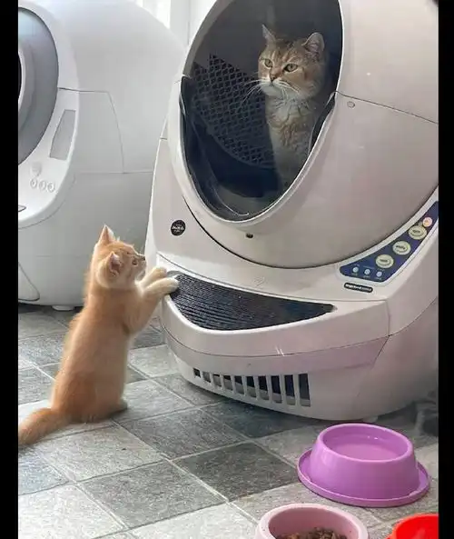  猫妈妈在上厕所,小猫却在面前盯着它看,好尴尬,感觉都要便秘了