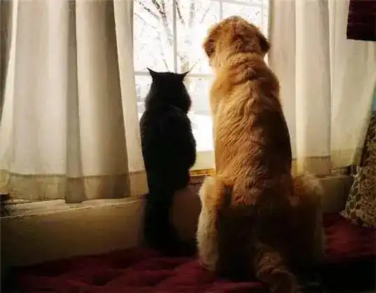  金毛因为过度思念去世的好友,它的主人给它带回一只小黑猫作伴