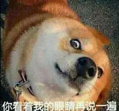  呆萌猫狗表情包,不来别后悔哦