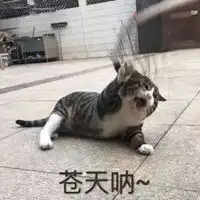  民国哈哈哈哈嗝表情包