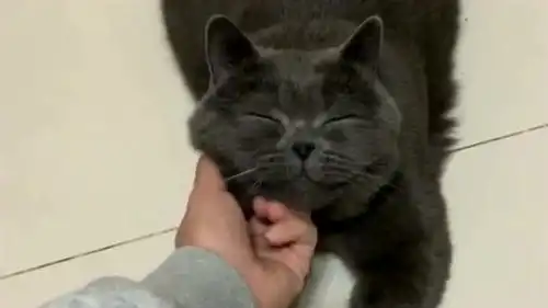  我家的这只猫,我看着怎么有点狗啊,这小表情绝了