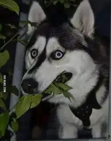 一只柴犬抱着鱼表情包哈