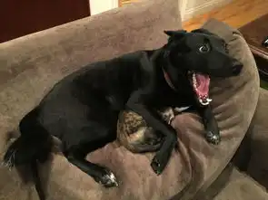  狗狗暴雨天保护小猫表情夸张走红网络