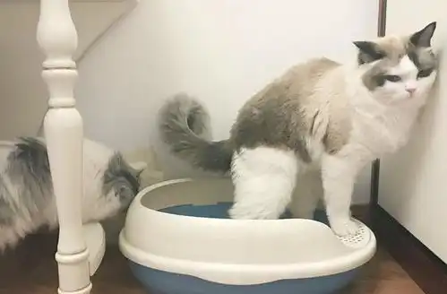  为什么这么多人愿意养猫这几大好处,谁养谁知道