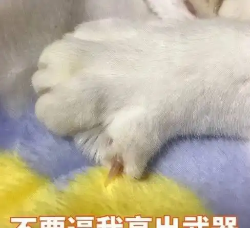  让人无话可接的软萌表情包谈什么恋爱,是手机不好玩吗