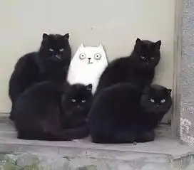  这只猫一出手,表情包界也就没那些明星什么事了