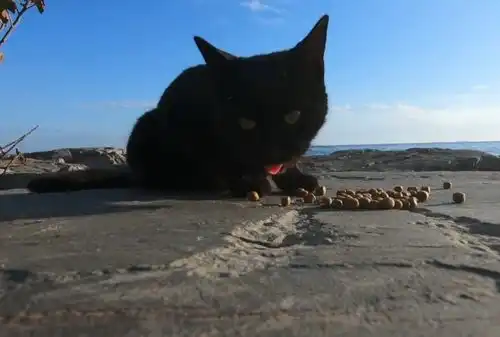  黑猫拦住女子讨好,显而易见求收养,女子却只喂猫粮,它理都不理