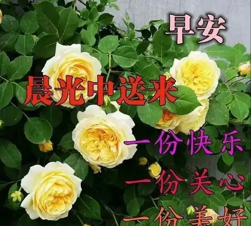  周末清晨适合发朋友圈的早安问候语,暖暖问候祝福语动态表情图片