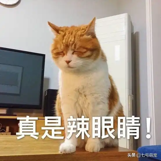  一只猫怎么可以倒霉成这样最倒霉的喵星人为什么黑猫被视为厄运的象征丨壹读百科