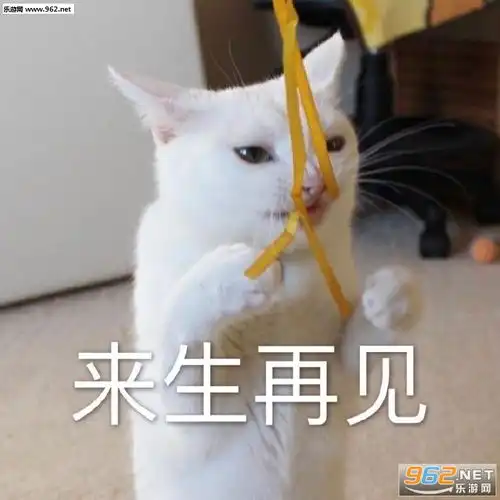  猫听完也死了表情包我不敢有意见小胖子表情包下载乐游网游戏下载