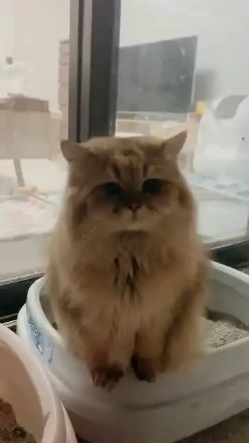  看来不能看人家拉屎,小猫咪这是啥表情啊