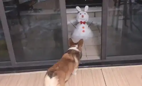 傻眼表情包狗狗柯基犬