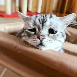  多看几张丧脸,方可负负得正