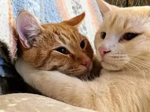  20张猫咪拥抱图,就是不想离开彼此和小床