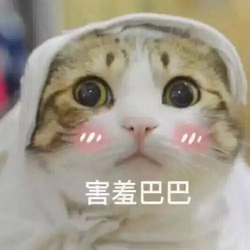  这一波,全是猫