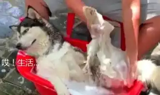  二哈被主人摁在浴缸洗澡,表情惹人发笑,网友这就是澡子哥