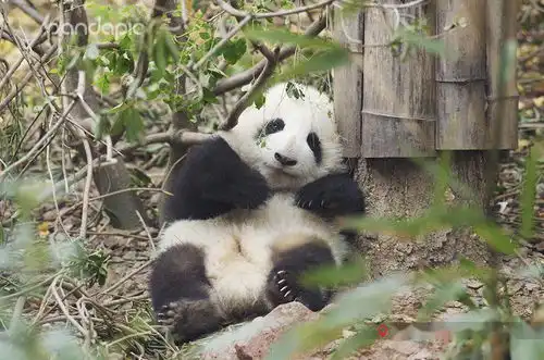  出彩滚滚每日一吸大熊猫,给生活加点料