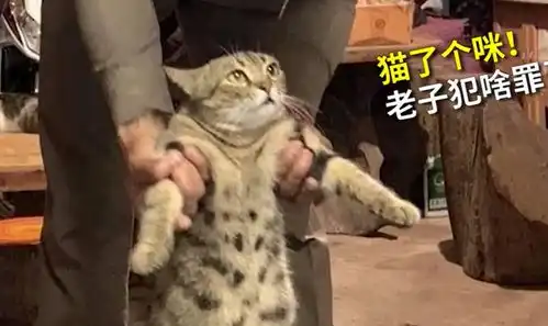  猫咪因违反外出禁令被逮捕,网友看表情就是惯犯,社会猫