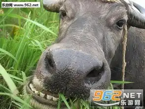  老牛吃嫩草表情图片老牛吃嫩草的表情包下载乐游网游戏下载