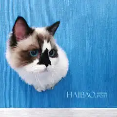 小黑猫的表情包大眼