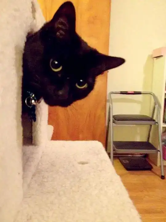  知乎热帖猫临终前想要些什么看哭了300w猫奴