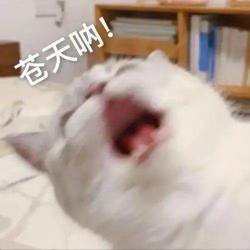  11月19日表情包合集