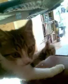 狗和猫的表情包大拇指