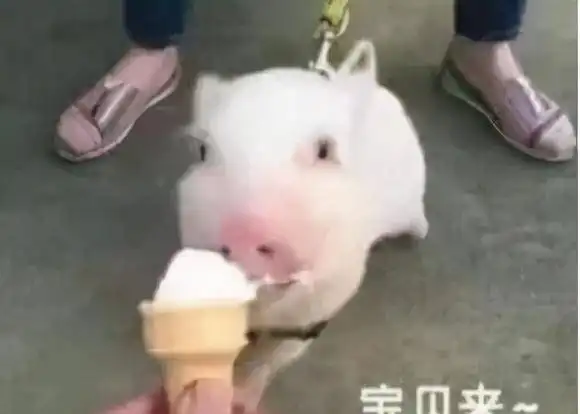  放一次假胖一次,这几个星座真是海绵宝宝