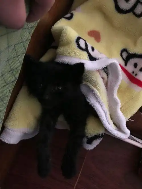  下雨天捡了一只小黑猫,在家各种宠爱,然后我的噩梦开始了