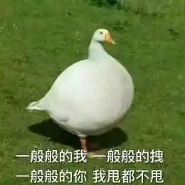  比心鸭子高清无水印图片分享