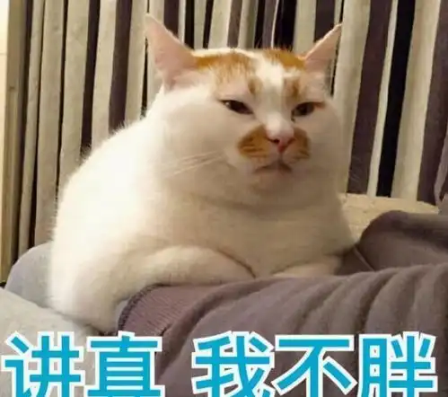 妙啊表情包小胖子猫咪