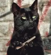 小黑猫的表情包表情包