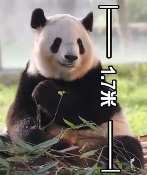  2020年最冷知识中国有两种大熊猫,一种像熊,一种像猫