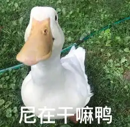  欸,听说有这么多社团欸