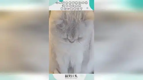  小胖猫也有犹豫的时候,这委屈的表情,看的心都要碎了