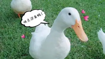  微信最火的鸭鸭表情包大集合,快来带走鸭内附资源有用功