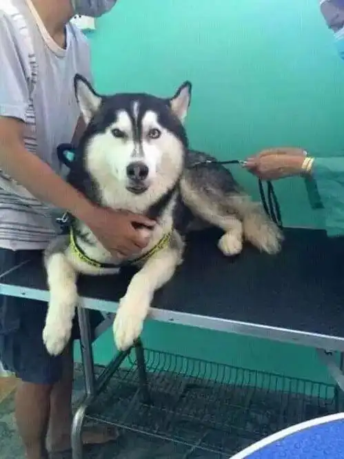  如果老子能说话,我冲上去就是一句mmp