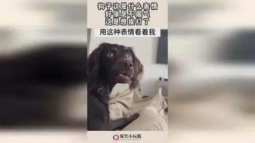  狗子这是什么表情,好像是不服气,这是想挨打了