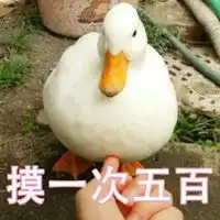  大鹅表情包