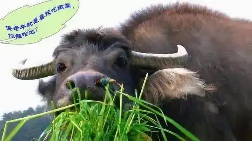  老牛吃嫩草的下一句是什么十人九不知,原来下句每个字都很精辟