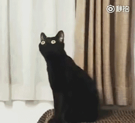  有遛狗的,为什么没人遛猫
