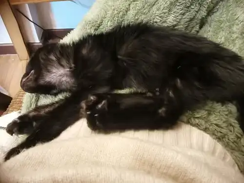  广东韶关小黑猫找领养