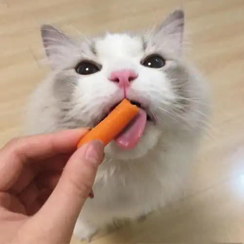  从吃相就可以看出,这绝对是一只超级喜感的喵