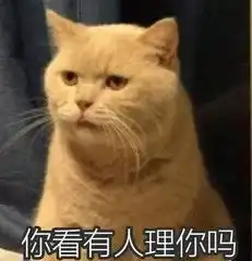  猫咪表情包