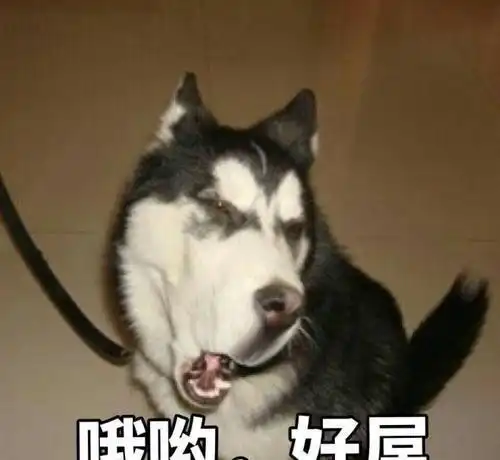  为了防止二哈拆家,铲屎官想了一个办法,二哈你别是个傻子吧