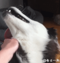  哈士奇,一生放荡不羁的传奇存在